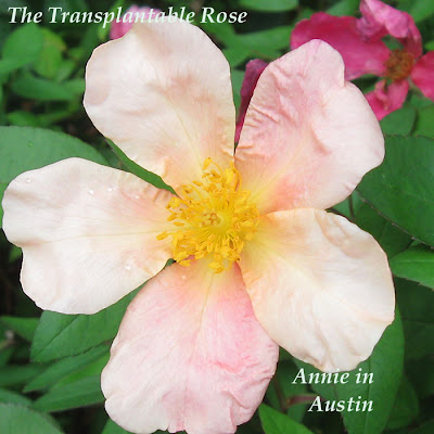 Annieinaustin, Transplantable Rose mutabilis