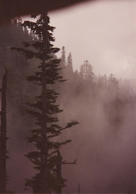 Annieinaustin Olympic National Park tree