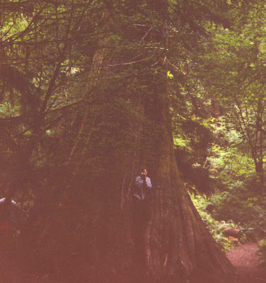 Annieinaustin, Olympic temperate rainforest