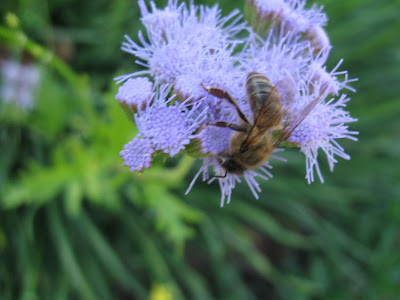 Annieinaustin, bee on gregg's mistflower