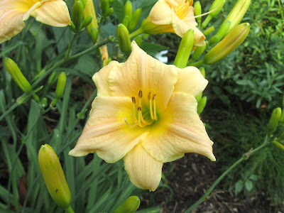 Annieinaustin, Daylily Vi's Apricot