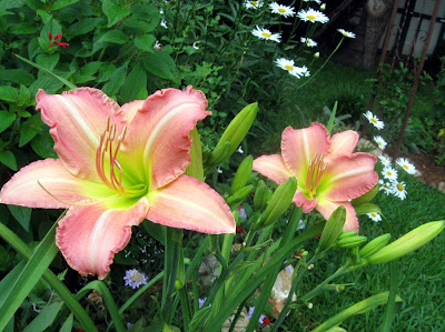 Annieiniaustin, Best of Friends daylily in sun