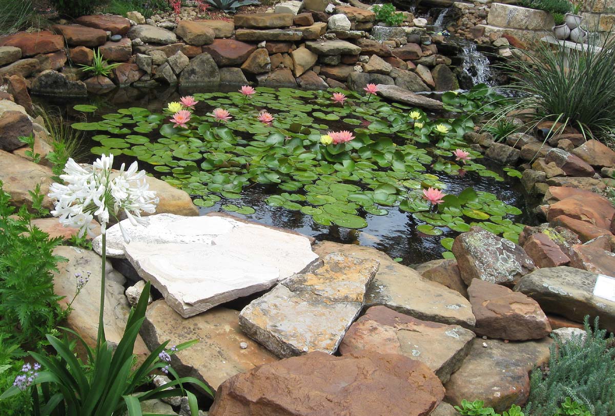 The Transplantable Rose Austin Pond Tour 2010, Part 1