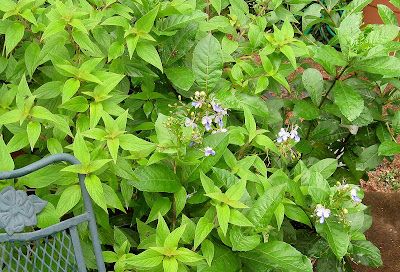 Annieinaustin, 2010,7,Pineapple sage with Blue clerodendron