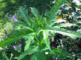 Annieinaustin, mystery tree alternate leaves