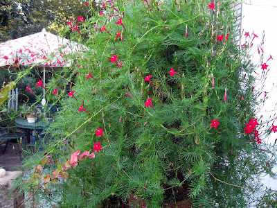 Annieinaustin, Cypress vine gone wild