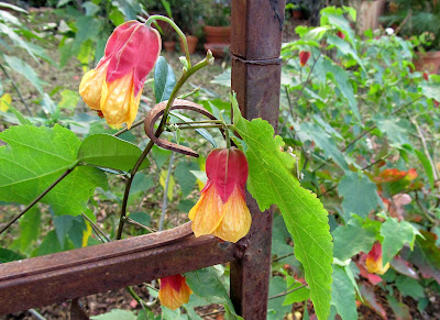 Annieinaustin, Marilyn's choice abutilon