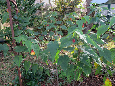 Annieinaustin,Marilyn's Choice abutilon in November