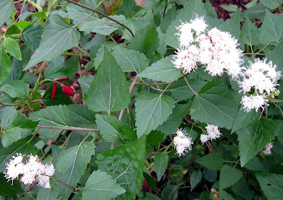 Annieinaustin, Ageratina havanensis