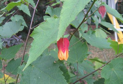 Annieinaustin, Marilyn's Choice abutilon