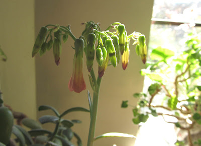 Annieinaustin, Bryophyllum daigremontianum