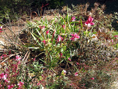 Annieinaustin, pink gaura