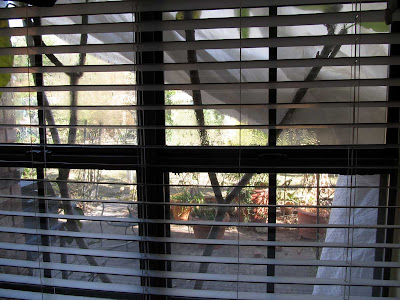 Annieinaustin,2011,covered plants from inside