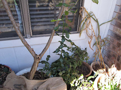 Annieinaustin,2011,02,plants uncovered