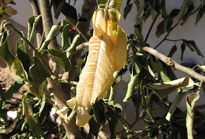 Annieinaustin,2011,02,frozen meyer's lemon tree