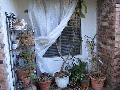Annieinaustin,2011,02,plants covered
