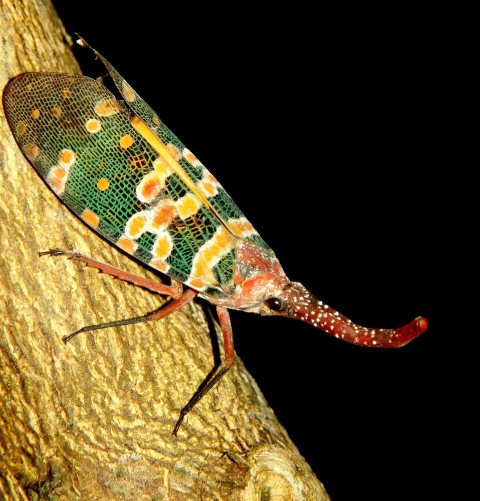 Photographic Wildlife Stories in UK/Hong Kong Lantern Bug