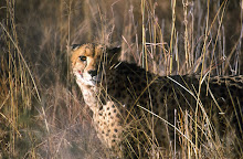 cheetah ~ masai mara ~ kenya