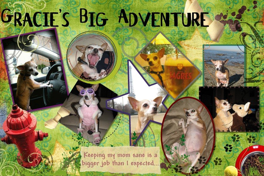 Gracie's BIG Adventure