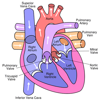human heart drawing. Heart Medical Diagram · By: