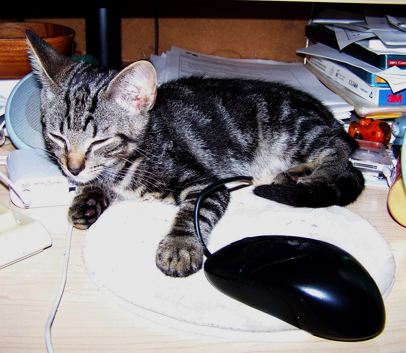 [Kitten+and+mouse.jpg]