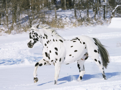 Nuevo Evento: La Manada Salvaje -COMENZÓ- 1130887~Appaloosa-Horse-Trotting-Through-Snow-USA-Posters
