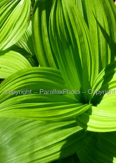 macro vibrant green leaf