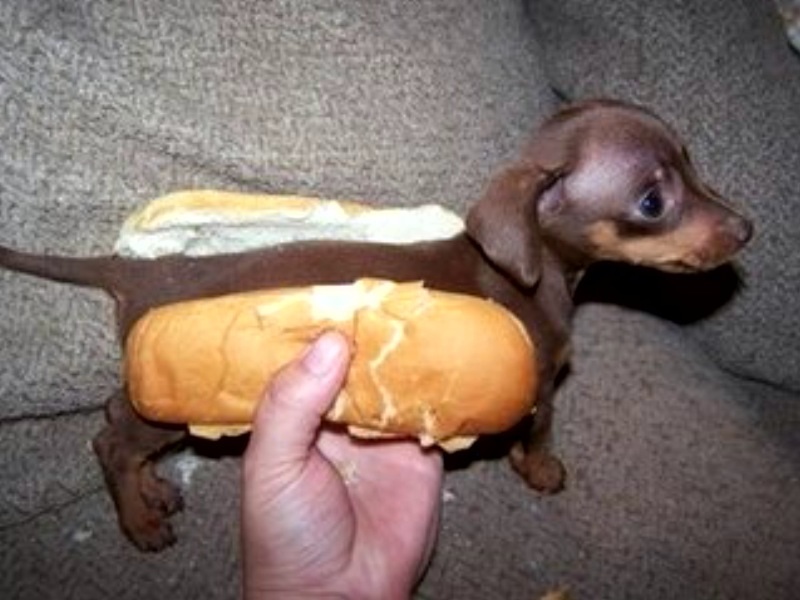 [hotdog!!!.jpg]