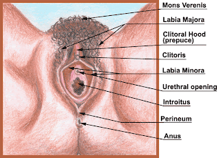 Women+body+parts+name+with+picture