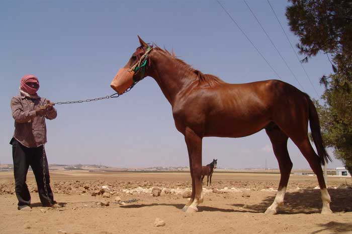 Anglo Arabe
