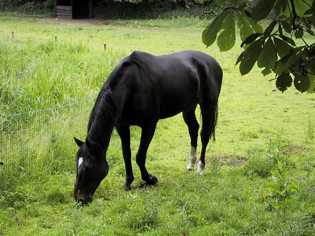 http://4.bp.blogspot.com/_LAGK4ZnYQ3A/SxOvmNKOhiI/AAAAAAAAAeM/M2TFB81MHec/s1600/Cheval+Noir.JPG
