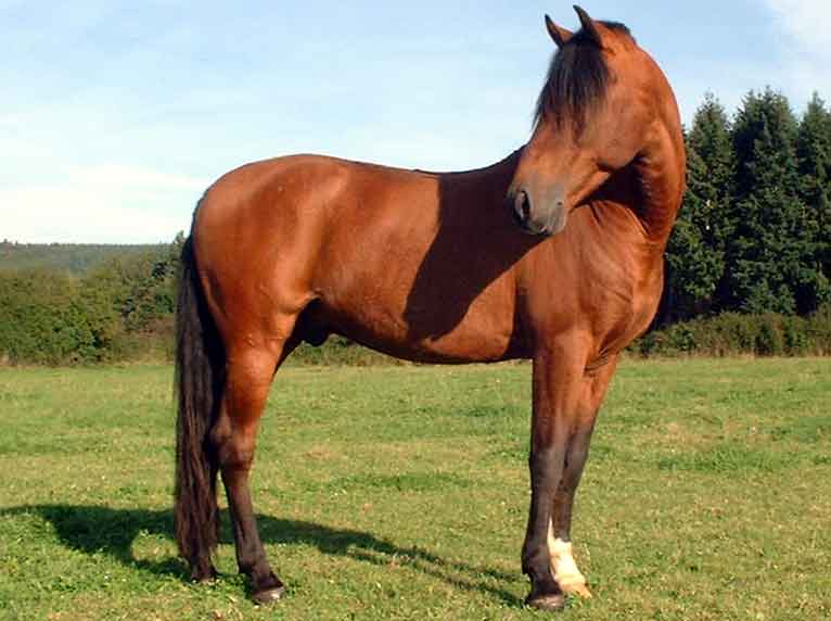 Mes amis les chevaux 01/01/11