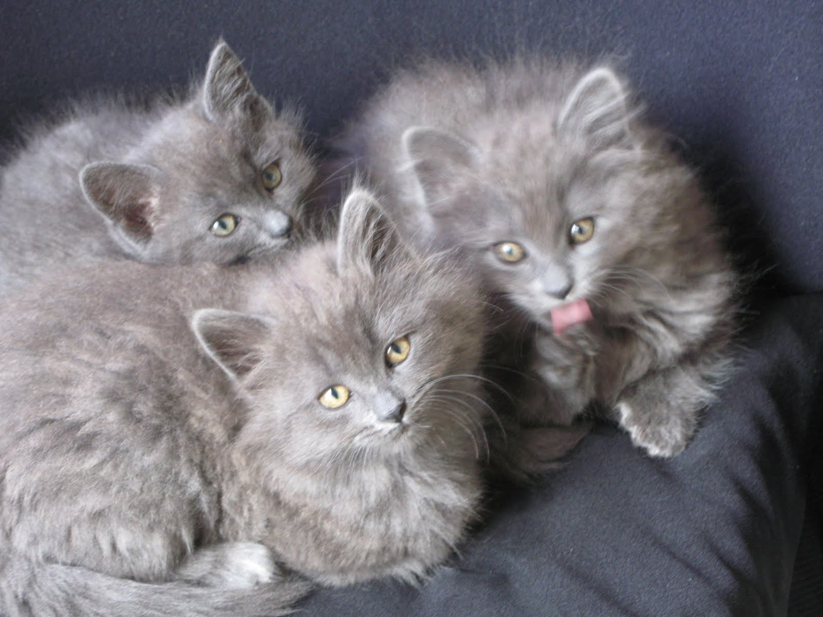 [cats+010-2.jpg]