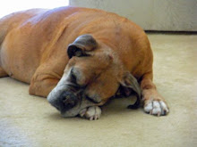 Hannah, Our Boxer Angel