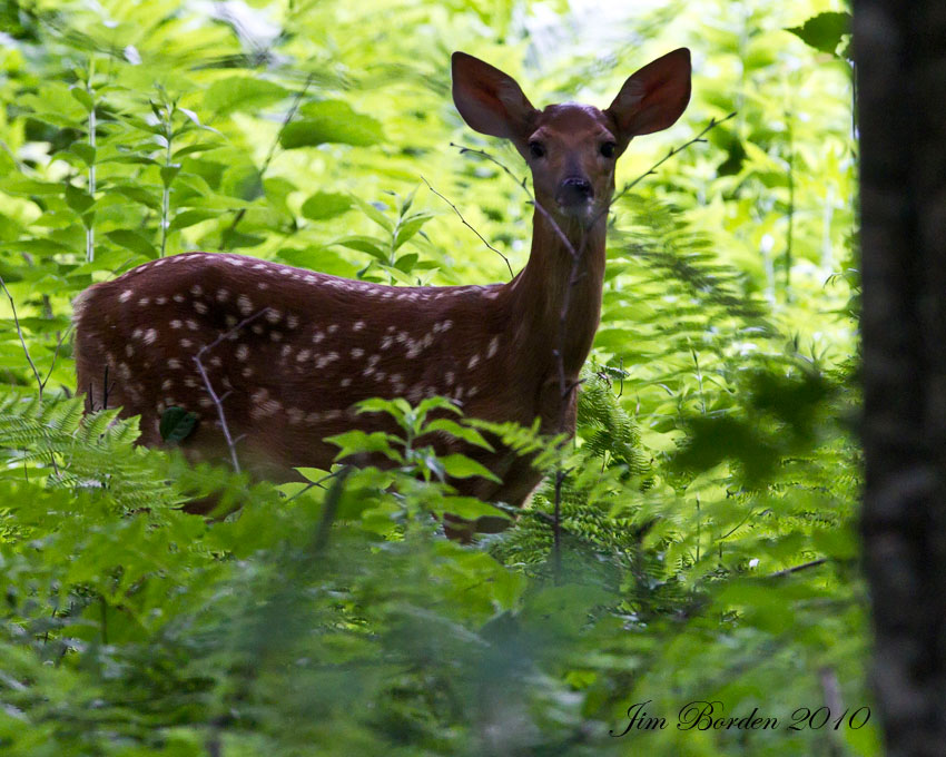 JJ Wildlife Photography Maine Sightings