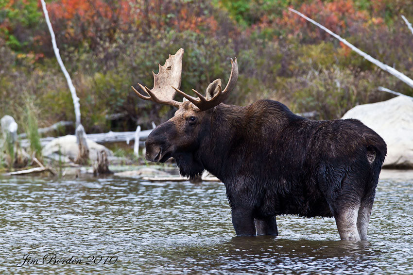 JJ Wildlife Photography Maine Fall Foliage and Wildlife
