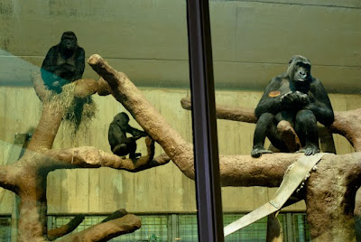 gorillas at national zoo