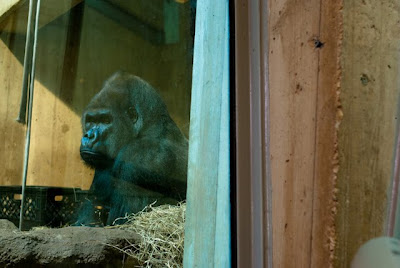 gorillas at national zoo