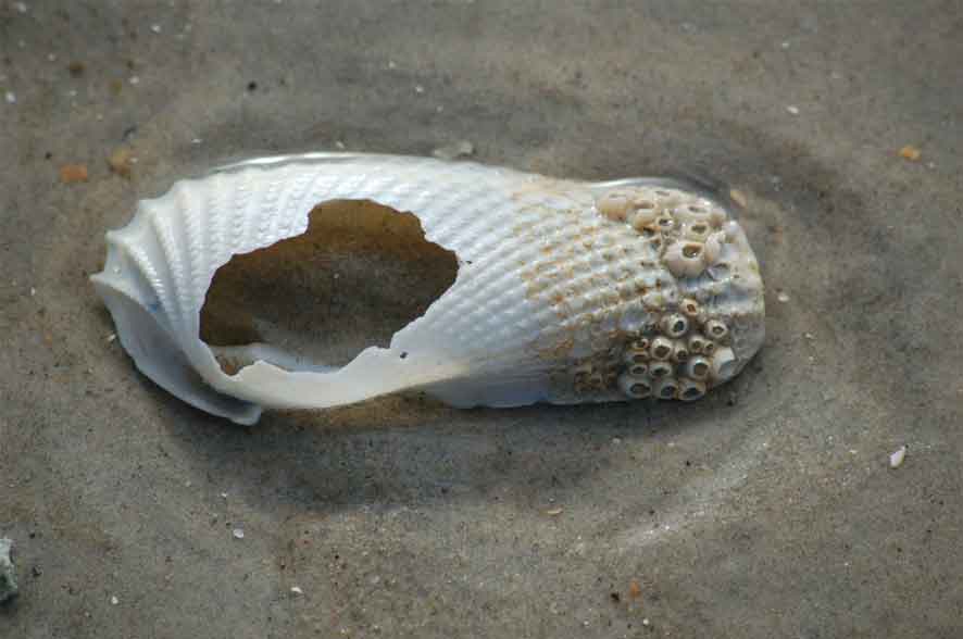 [shell_w_barnacles.jpg]