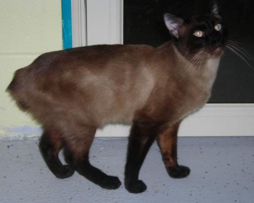 Manx Siamese Mix