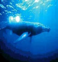 7 Biggest Whales in the World 7 Biggest Whales in the World