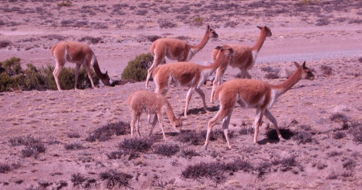 spinsjal: Vicuna Chaco in Picotani: Part 1