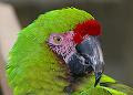 Ex-parrot