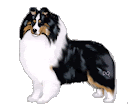 This dog is three solid colors The Types of Sheltie Coat Color and Markings