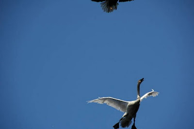 Eagle Swan