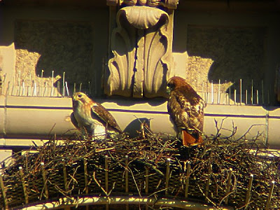 pale male hawk