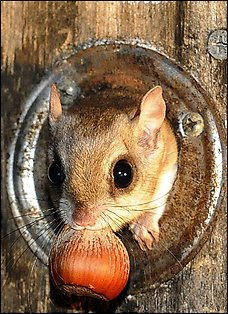 Flying Squirrel Eating