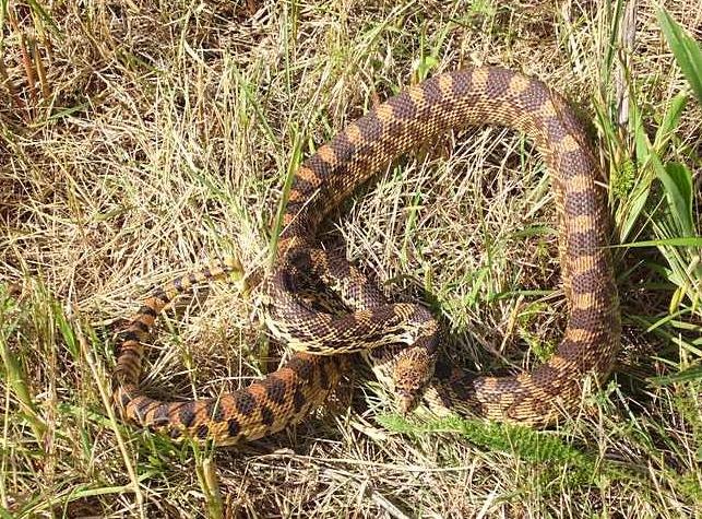 [Snake_28_May_blog.JPG]