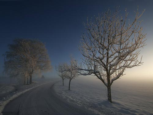 A Snowy Morning