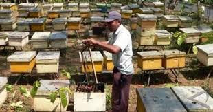 Peluang Usaha : ternak lebah. Tertarikkah anda ??